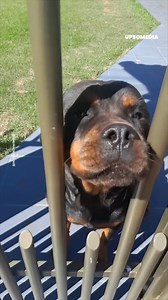 "The rottweiler wasn't that fierce 🥰 Credits: Idalina Cristaldo tiktok.com/@idalinacristaldo5" | The Kiwi