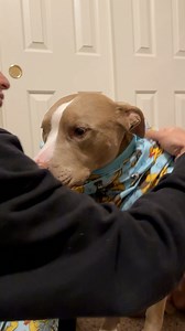 Movie night 🍿🥰 #dogsoffacebook #fbvideo #doglover #dogsoffb #cute #movienight #grwm #dogs #pets #dogslife | Knight & Aston