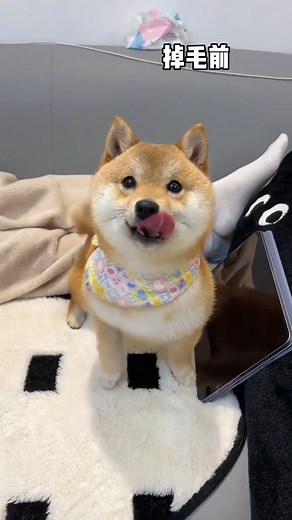 How big can a Shiba Inu change before and after shedding? | Shiba Inu fans