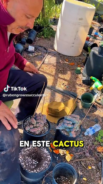 Hoy quiero enseñarles este cactus muy especial conocido como Blue Candle Crested Cactus, o en español muchas veces llamado cactus candelabro azul crestado 🌵 Este cactus es interesante porque tiene una forma llamada “crestada” o “cristata”, lo que significa que en lugar de crecer en columnas normales, la planta crece en formas onduladas que parecen abanicos o crestas. Esto pasa por una mutación natural en el punto de crecimiento de la planta. Otra cosa que lo hace destacar es su color azul-verdo