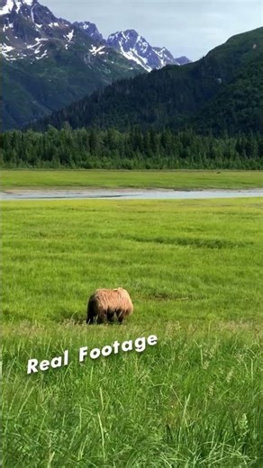 A strange creature evolution can’t easily explain