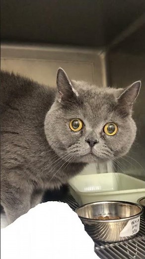 ④エキゾチックショートヘアーのらんまるちゃんの様子