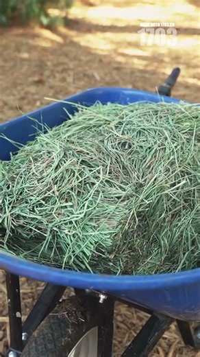 Transform Your Lawn: Stop Bagging Grass Clippings!