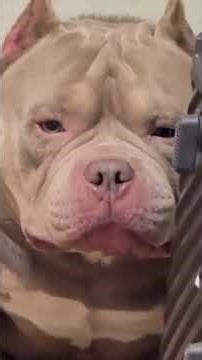 Video momen hewan lucu #hewanlucu #funnyanimals #kucinglucu #anjinglucu #animals #hewanbesar #funny