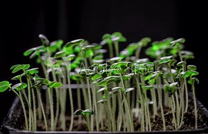 MACRO, Close-up: newborn mustard salad plant in greenhouse agriculture. Germination of seeds of microgreen mustard. Timelapse of sprouts in a home greenhouse for growing home ecological plants.