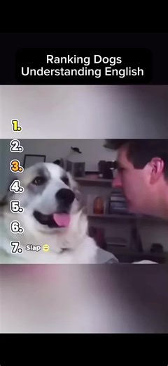 Hilarious Dog Moments That Will Make You Smile