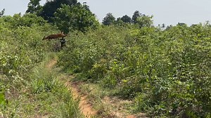 Bushbuck jumbed 6ft high during hunting - Who shot the bushbuck #hunting | Arthur Lifestyle