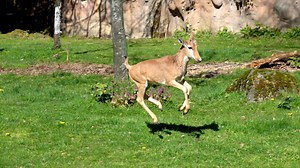 Bontebok antelope calf, Tutula, makes debut at Oregon Zoo