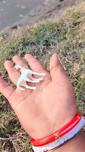 Asian beetles you've neverseen#anyuniqueanimals#beetle#insects#beautifulinsects#nature#wildlife