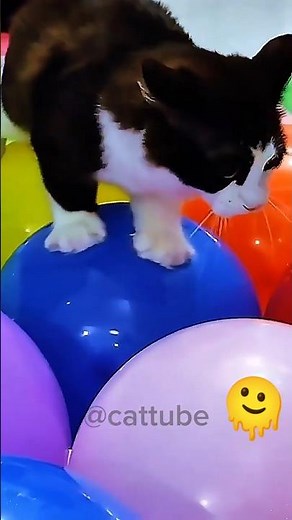 Cats vs Balloons: Who Will Pop First? 😱🐈🎈