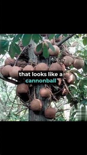 Cannonball Tree: The Tree That Shoots Cannonballs #shortvideo #shortsvideo #shots #shotsfeed