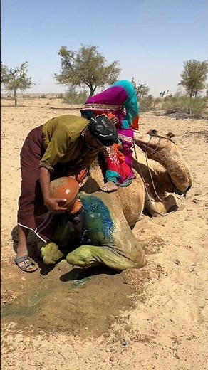 حرارة الصحراء وحب ملكة: محاولة جميلة لتهدئة جمل بالماء الملون