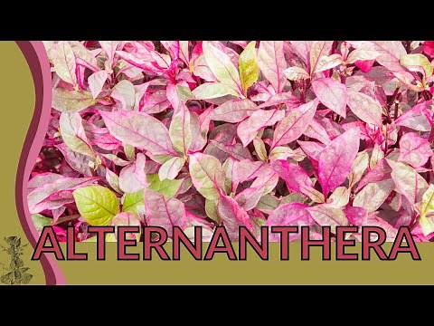 ALTERNANTHERA 'Little Ruby' Growing and Caring Tips! (Alternanthera dentata) 🌱🌱🌱