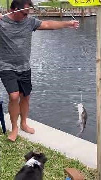 Cape Coral Canal Fishing #Sheepshead