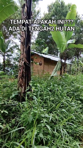 Iyan Sopian Vlog on Instagram: "Ngapruk di perkebunan pinus"