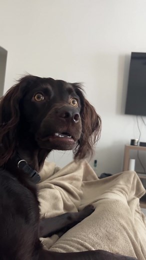 I'm Listening Dog Meme Template #imlisteningdog #dogmeme #dogmemes | greyhound dog meme