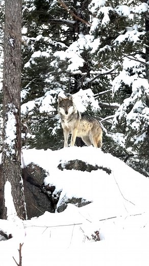 1.1K reactions · 90 shares |  Volume up for a majestic howl from...