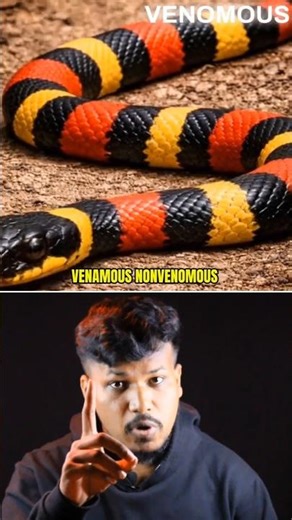 🚨 VENAMOUS NONVENOMOUS SNAKES EXPLAINED #snake