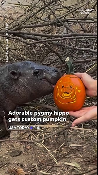See what happens when a pygmy hippo gets its own custom pumpkin