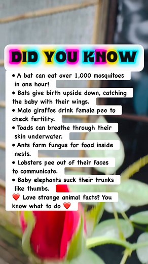 888K views · 9.6K reactions | Animals That Do the Strangest Things 勞 | Did You Know Facts By OFS | Facebook