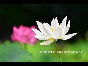 奈良県奈良市　蓮の花咲き始めの喜光寺