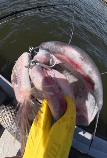 River Monster Fishing Using FAKE Ultra Realistic Fishing LURE😳#fishing #fish #rivermonster #bassfishing #texas