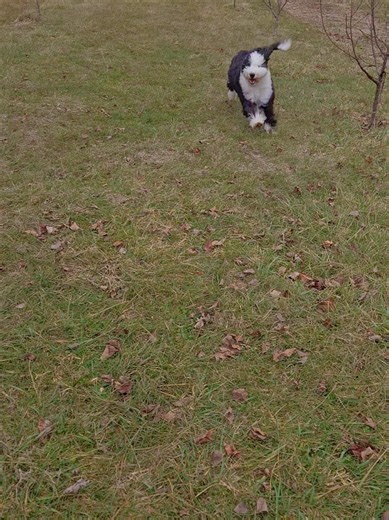 Mastering the 'Stay' Command for Your Dog