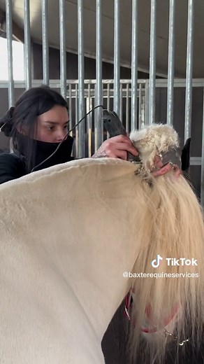 AD | Hog for this handsome cob💈 Yesterday I was called out to clip a gorgeous traditional cob who was stamping his legs a lot - I’ll hopefully be able to share more with you on that in a later post. The cob’s legs will need to be clipped out fully from now on, so to finish the look his owner decided to have him hogged. Here I used my @Liveryman_ Harmony Plus with 2.4mm WF blade to hog and tidy the side of his mane. These lightweight clippers are super quiet, and very easy to manoeuvre - ideal f