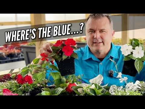 Planting Red, White & Blue… (Blue Is the Hard Part)