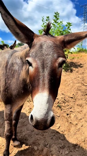 Exploring Augusta's Hidden Gem: Donkey Island Adventure