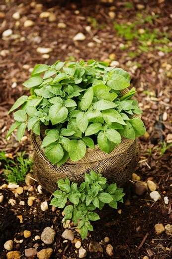 How To Potato Growing In Growbag #gardening #potato | Gardening Shanto