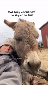 49K views · 4.1K reactions | Barney is a bit of a momma’s boy! #reels #fbreels #onehappyassfarm #farmlife #donkey #therapy #farmanimals #animaltherapy | One Happy Ass Farm | Facebook