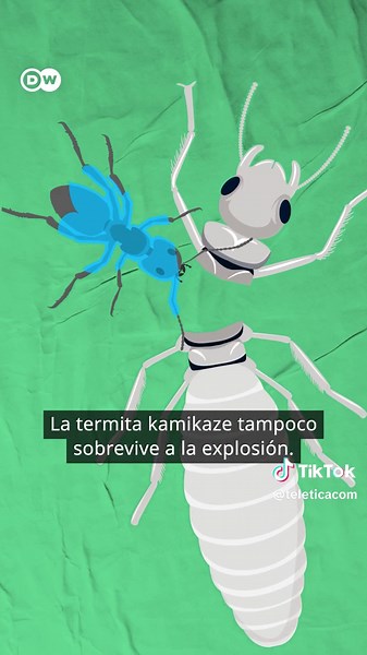 Termitas explosivas: defensa extrema en la naturaleza