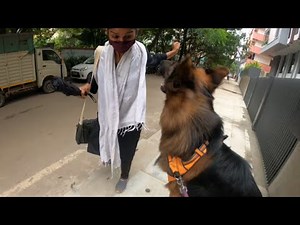 Max Attack | Max the Gentle Giant | German Shepherd Dog