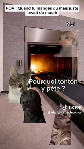 Humour et sketches de chats : Un moment mémorable