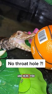 5.9K views · 85 reactions | How incredible ?! #alligator #reptilegirl #reptilekeeper #reptiles #reptilesofinstagram #reptilelovers #reptilesofig #herp #herping #herpetology #exoticpets #reptilephotography #coldblooded #reptilecommunity #reptilefeature | Tango Thedwarf Caiman | Facebook