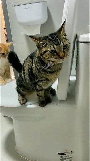 Smart Cats Uses the Toilet! 😹🚽 | Funniest Cat Moment Ever #shorts #cat #funny #TrendingShorts