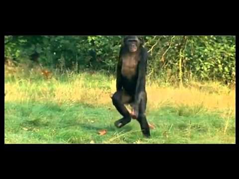 Bonobo walking upright