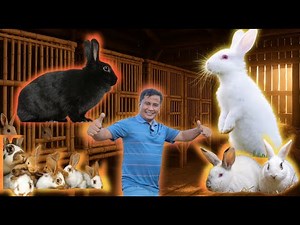 Rabbit Farming for Beginners: The Shocking Benefits No One Talks About!
