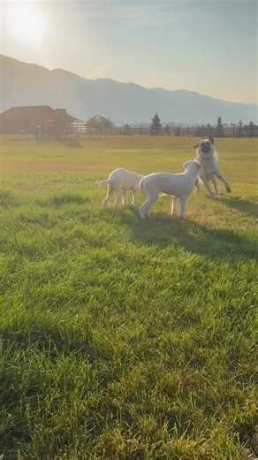 36K views · 948 reactions | Our two rescued puppies, Neo and Nova,...