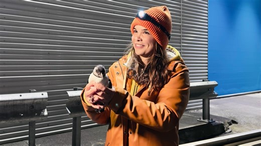 Anna, Nina, Pia und die wilden Tiere: Auf Papageitaucher-Patrouille