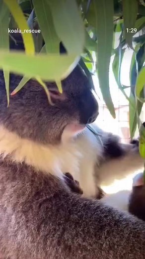 33K views · 2.8K reactions | #koala #babykoala #koalabear #beauty #koalachallenge #koalasampler #koalapaper #koalafanworld #KoalaInsulationu | Koala community | Facebook