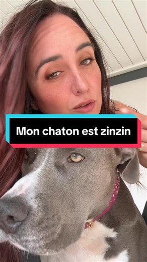 Dormir avec un chaton : Témoignage d'une nuit agitée