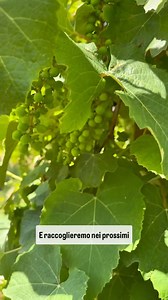 13K views · 3.9K reactions | Se la vite si pota per raggiungere la corretta gradazione per la vinificazione, allora perché potate anche le viti da tavola? Non rispondetemi per la qualità perché l’uva che trovate al supermercato deriva al 100% da piante potate, è uva di qualità? Fa cagare. Con viti non potete si può tranquillamente fare anche il vino, è sufficiente scegliere le varietà corrette. #salute #natura #alimentazione #frutta #agricoltura | Stefano Russo | Facebook