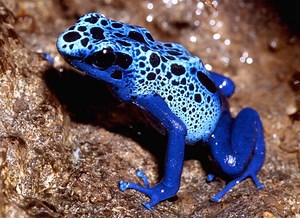 Blue poison dart frog - Alchetron, The Free Social Encyclopedia