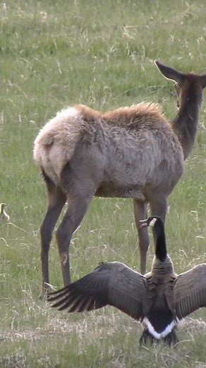 Nature is crazy. This video shows the determination of both species when prey becomes predator. Eventually the cow elk was able to get one gosling separated and ate it. #photography #wildlife #nature #reels #foryoupageシ #babyanimals #elk #wildanimals | Good Bull Guided