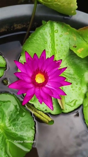 Water Lily🪷 | Tropical Deep Pink Seedling | Garden Videos | #shorts #flowers #garden #monsoon
