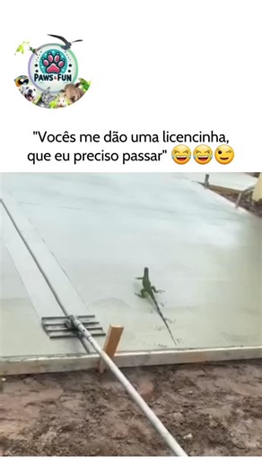 OS TRABALHADORES SEM ACREDITAR 😂😂😂😂 THE WORKERS COULDN’T BELIEVE IT 😂😂😂😂 #funny #humorviral #dogs #cats #humorengracado #animals | Paws and Fun