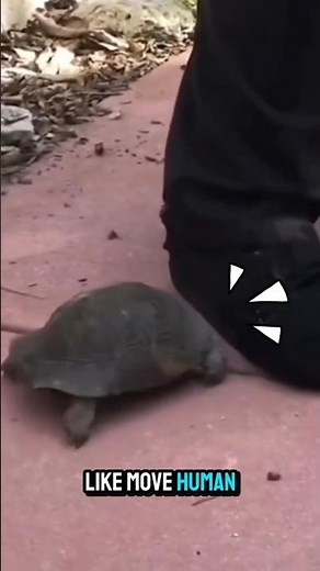 These Turtles Forgot They’re Supposed To Be Slow 😂🐢💨#shorts #animals