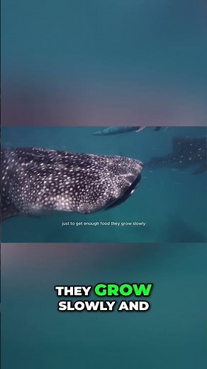 Whale Shark Age Mystery Solved by Nuclear Radiation!